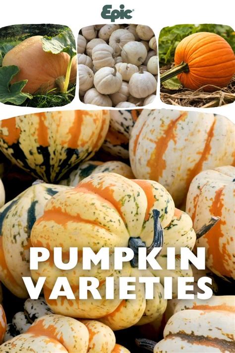 fampkips|Pumpkin Varieties: 91 Different Types of Pumpkin .